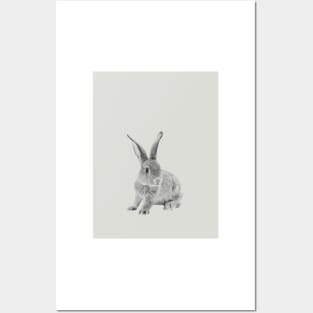 Rabbit 29 Posters and Art